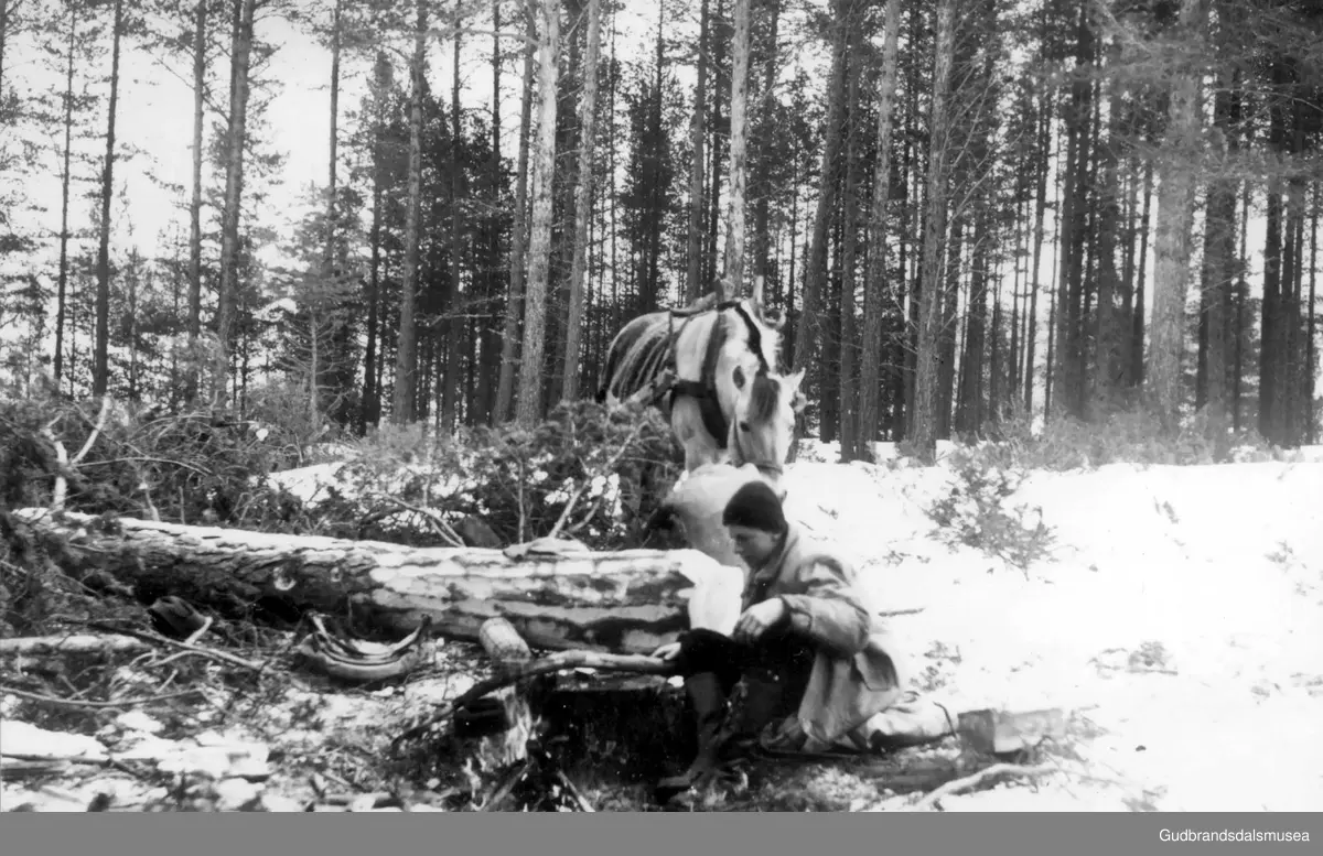 Skogsarbeid på Hjellen ovanfor Rykhusgardane på Dovre. Lensekøyring av tømmer nedover bakkane.