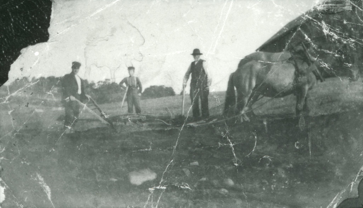 Pløying på Strøm, Hitra, 1909