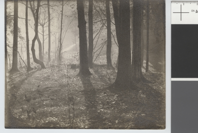 En lysning mellom trestammer i en skog. Bakken er dekket med falne blader og annen vegetasjon.