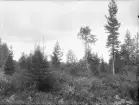 Grundsunda socken. Skademark: Stormyren, detalj. Dikning 1895-1899; komplettering 1911-1913.
Foto september 1916.
Fotograf: W. Wångström, Ö-vik.
No. 46 i 