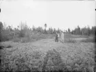 Anundsjö socken. 
Innertellmo: Vildmyren. Dikning 1906, sedermera komplettering (1916). Djup 1 m. Starrmosse i förgrunden med enstaka småplantor av tall och gran
Foto: Juni 1916.
Fotograf: W. Wångström, Ö-vik
No 13 i 