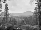 Anundsjö socken. 
Innertellmo: skogslandskap. Ottensjöklacken; mellan denna och sjön dikad myr.
Foto:juni 1916.
Fotograf: W. Wångström, Ö-vik
No 41 i 