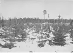 Anundsjö socken.
Klocken: Västra delen av östra hygget. Bränning 1904; utsådd tall (Ljusdal) 1905, förstörd genom uppfyrning; sådd 1906, hjälpsådd 1911; hygget inhägnat 1906 och 1908.
Foto: oktober 1916.
Fotograf: W. Wångström, Ö-vik
No. 24 i 