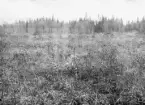 Anundsjö socken.
Skedom: Bergmyren. Tätt skuggande björk och vide klippt hösten 1915.
Foto september 1916.
Fotograf: W. Wångström, Ö-vik
No. 9 i 