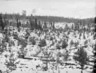 Anundsjö socken.
Klocken: östra hygget. Bränning 1904; utsådd tall (Ljusdal) 1905, förstörd genom uppfrysning; sådd 1906, hjälpsådd 1911; hygget inhägnat 1906 och 1908.
Foto Oktober1916.
Fotograf: W. Wångström, Ö-vik
Jämför N:o 24  i 