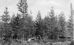 Anundsjö socken
Klocken: Klockbrännan. Avverkat år 1903, bredbränt 1904 och sått samma år med frö från Ljusdal.
Foto: K. E. Kallin 1922