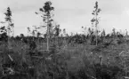 Anundsjö socken
Bureåborg: Hygge å Högliden c:a 420 m. ö. h. Restbestånd efter avverkning år 1907. Stark Aira-vegetation. Björk och rönn börjar återkomma.
Foto: K. E. Kallin 1922