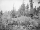 Björna socken.
Björna: Stormyren (vid kyrkbyn), dikat Carex rostrata-kärr 1904.
Foto: E. Melin 30/6 1915