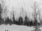Vägsele. Trakt. Navarträskliden, södra sluttningen.  Beståndsbild från brandfält 2. Beståndet röjt 1934. Höjd över havet c:a 500 m. Brandår 1868.
Foto: maj 1938. E. Hörling.
