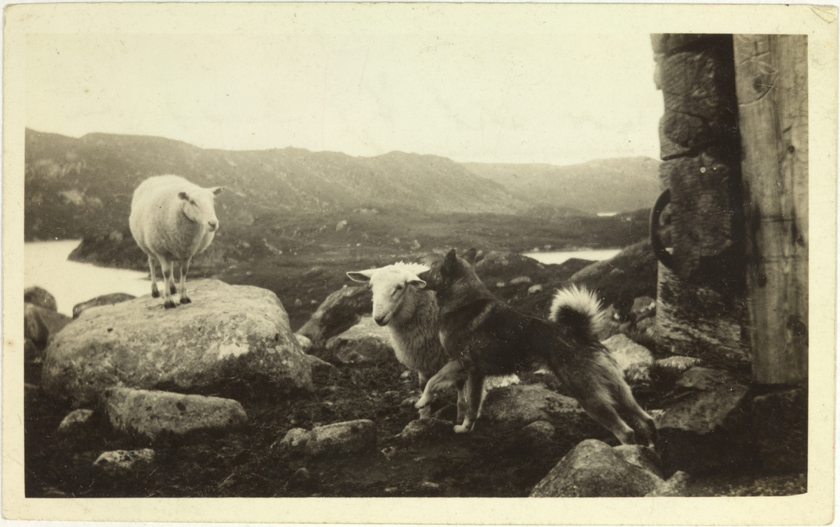 Austre Gaukheivatn. Idyll på fjellet. Sau og hund.
