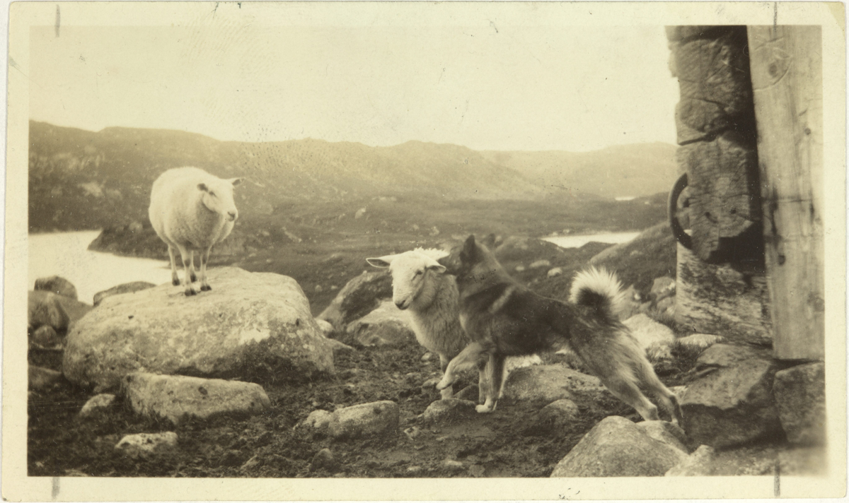 Austre Gaukheivatn. Idyll på fjellet. Sau og hund.
