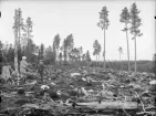 Anundsjö socken. 
Kubbe: Den brända delen av hygget öster om Rosbäcksvägen.
Foto: September 1916. 
Fotograf: W. Wångström.