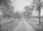 Mo socken. 
Gamla Mo bruk: Landsvägsallén med kyrkan i bakgrunden.
Foto: 10 oktober 1916.
Fotograf: W. Wångström, Ö-vik