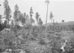 Anundsjö socken.
Norrflärke fäbodskog: Hiberget, nära gärdesgården. Avverkning 1898, fläckvis bränning 1905, utsådd tall 1906; sådd tall och gran 1912. C:a 90% av såddrutorna bevuxna; tallen dock svårt skadad av bete samt snöskytte 1915-1916.
Foto september 1916.
Fotograf: W. Wångström, Ö-vik
No. 5 i 