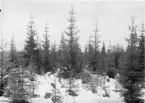 Björna socken.
Björnsjö: Vättjärnshygget. Reaktion efter dikning(1912)
Foto oktober 1916.
Fotograf: W. Wångström, Ö-vik
No. 52 i 