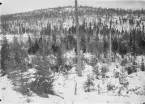 Björna socken.
Björnsjö: Vättjärnshygget. Avverkning 1900-1901. Dikning 1912. Naturlig föryngring från fröträd.
Foto oktober 1916.
Fotograf: W. Wångström, Ö-vik
No. 51 i 