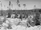 Björna socken.
Leding: Hygge. Sådd 1900, plantering tall 11/0 våren 1910, 2/0 1911.
Foto oktober 1916.
Fotograf: W. Wångström, Ö-vik
No. 50 i 