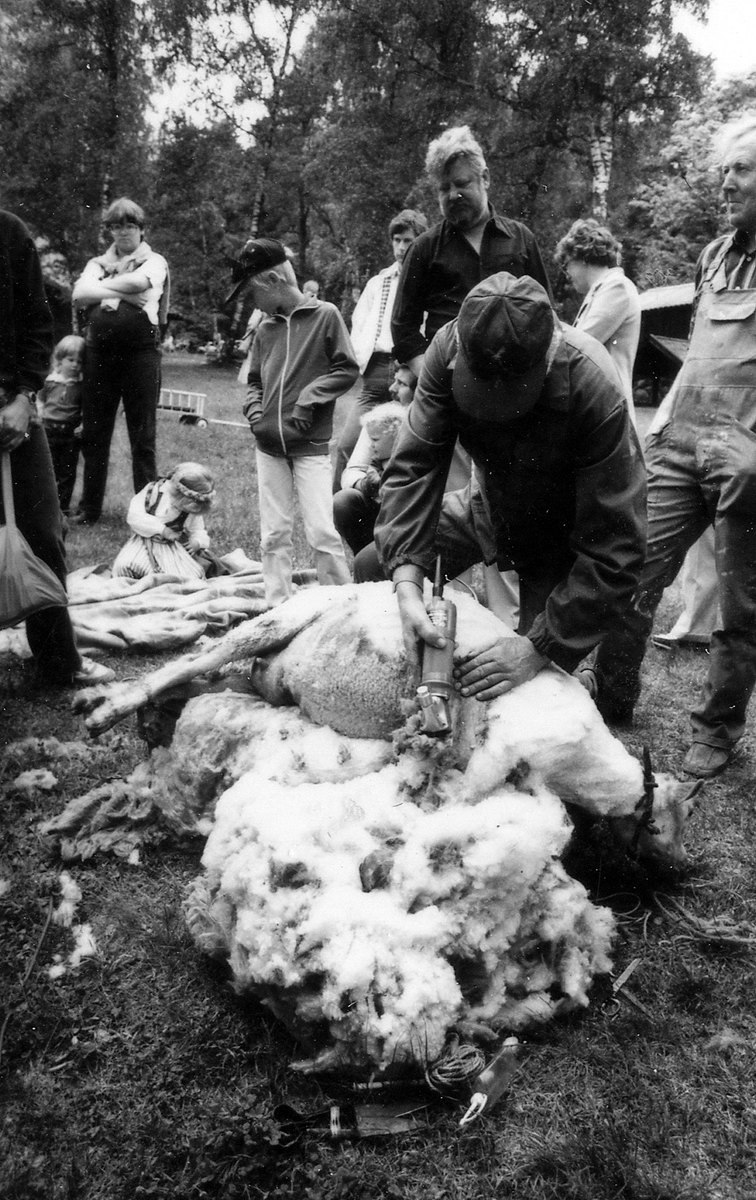 Galgberget, Hallandsgården, Halmstad. Bertil Johansson från Tönnersjö klipper får på vårbruksdagen 1981-05-24.