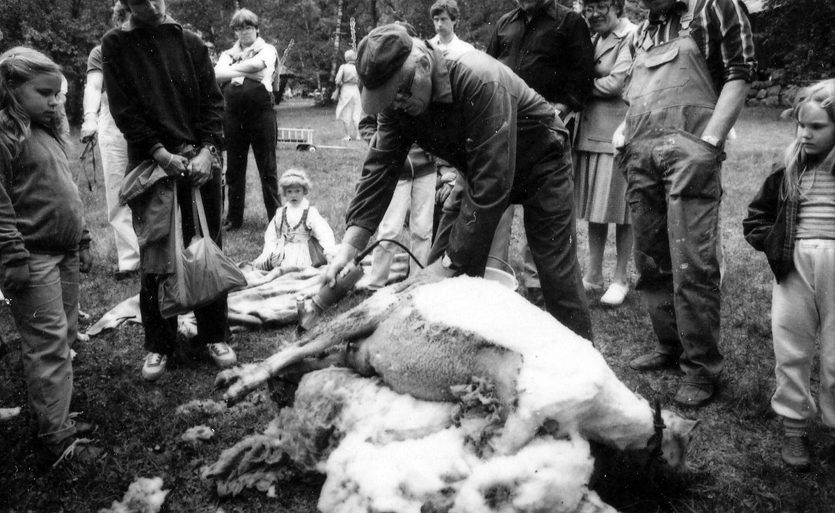 Galgberget, Hallandsgården, Halmstad. Bertil Johansson från Tönnersjö klipper får på vårbruksdagen 1981-05-24.