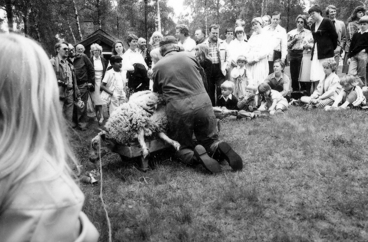 Galgberget, Hallandsgården, Halmstad. Bertil Johansson från Tönnersjö klipper får på vårbruksdagen 1981-05-24.