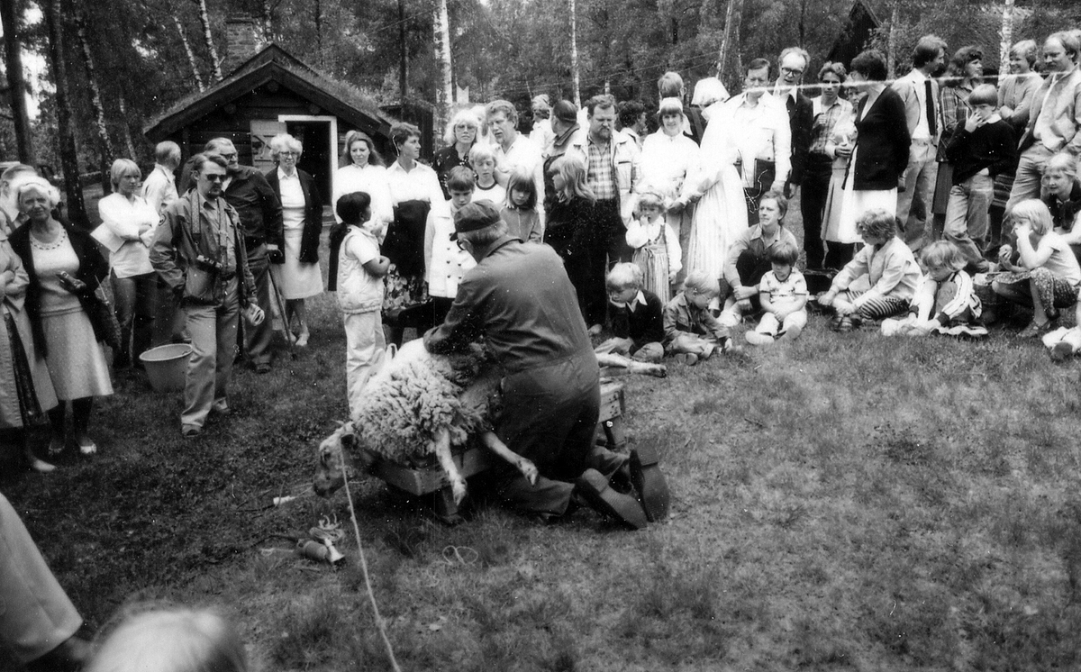 Galgberget, Hallandsgården, Halmstad. Bertil Johansson från Tönnersjö klipper får på vårbruksdagen 1981-05-24.