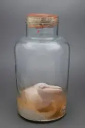 Hvalfoster