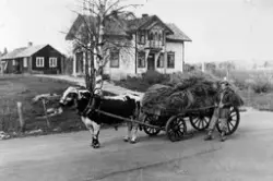 Høylass, kjøreokse, okse foran vogn. Bolighus i bakgrunnen. Unggutt.