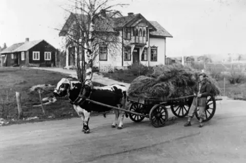 Høylass, kjøreokse, okse foran vogn. Bolighus i bakgrunnen. Unggutt.