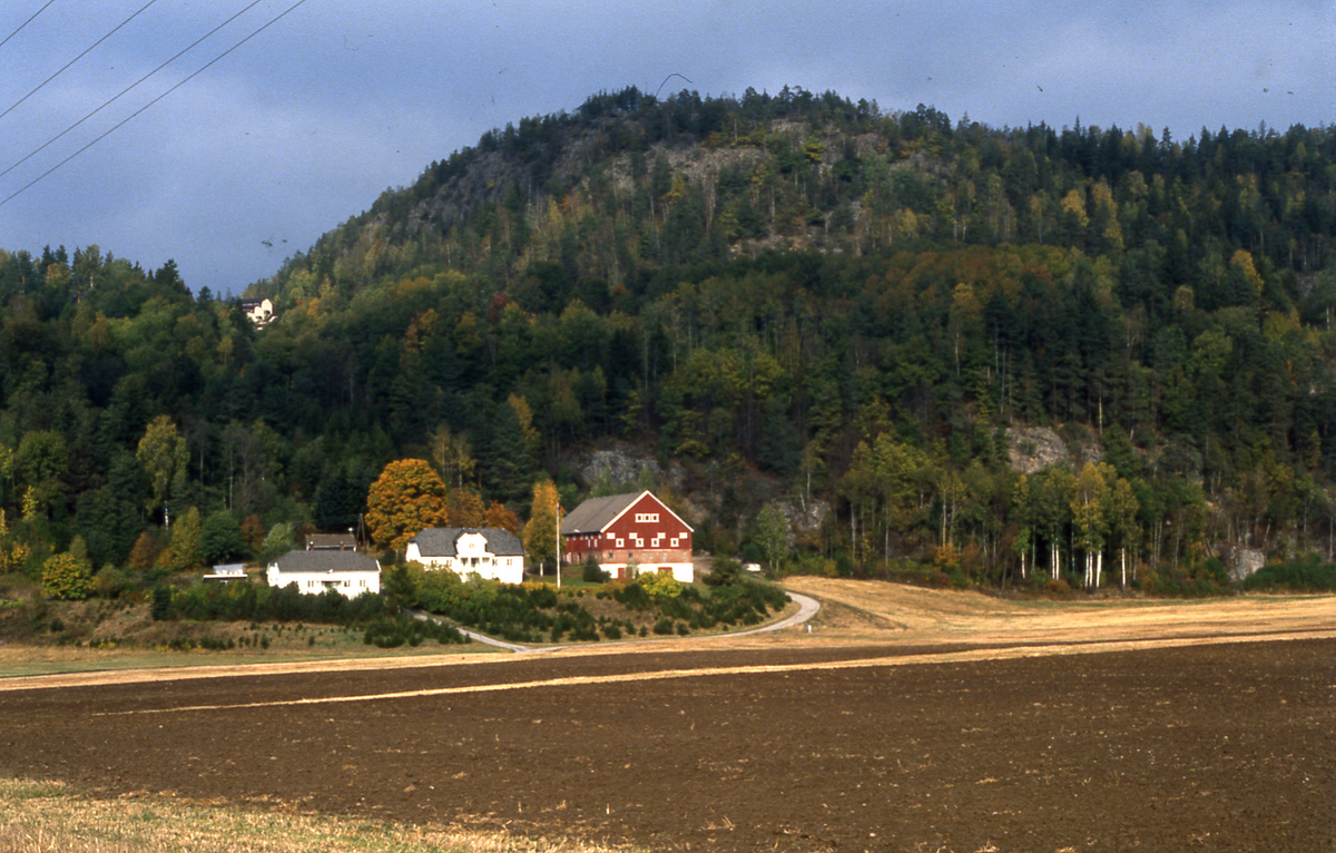 Fjære