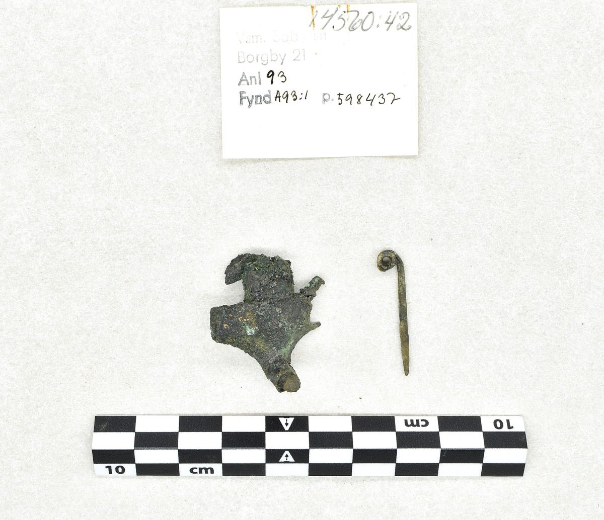 Fibula