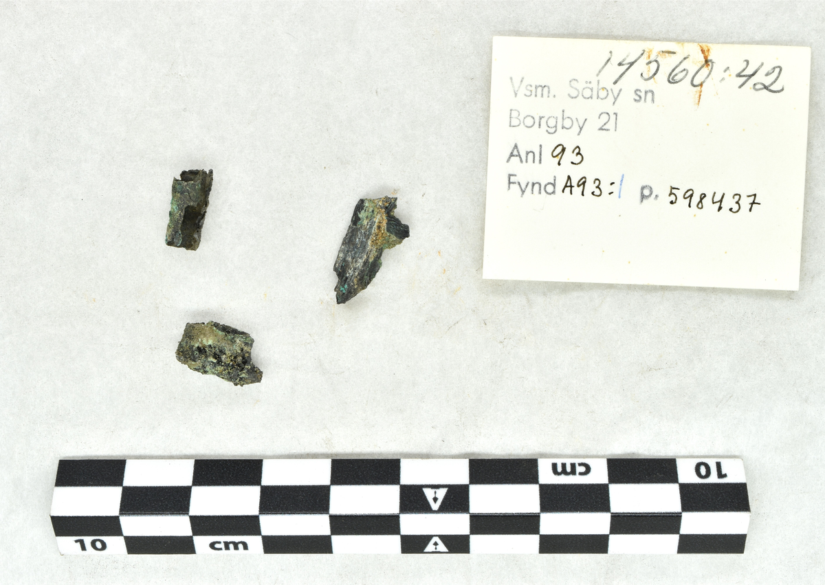 Fibula