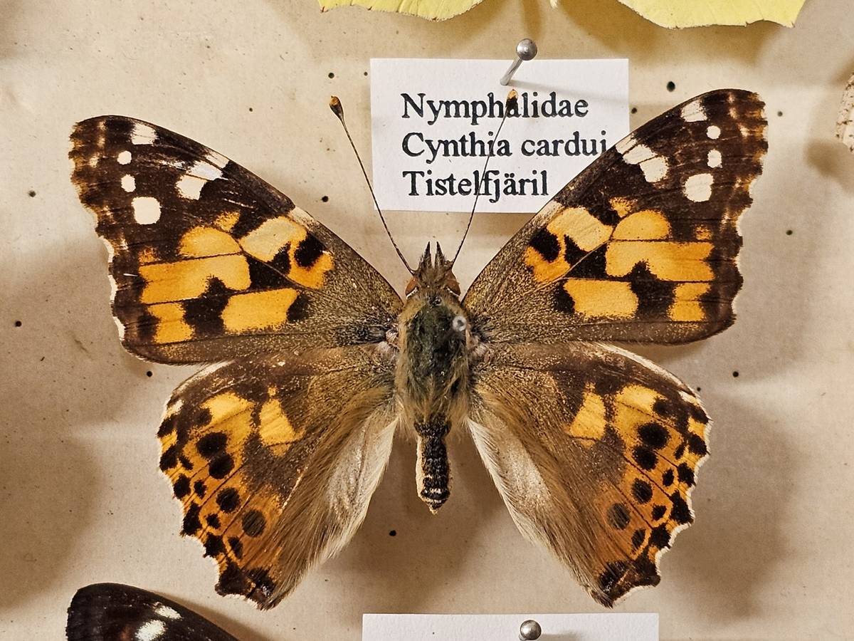 Fjäril på insektsnål. 
Tillhör huvudgrupp Lepidoptera
Tillhör familj Nymphalidae
Släkte/art: Cynthia cardui
Adult


Från Lunds zoologiska museum