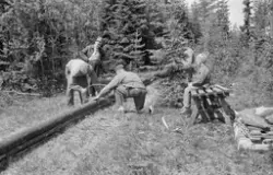 HELSET, NES i Ringsaker, FLISHØVLING M/FLISOKSE DRATT AV HES