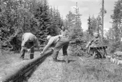 HELSET, NES i Ringsaker, FLISHØVLING M/FLISOKSE DRATT AV HES