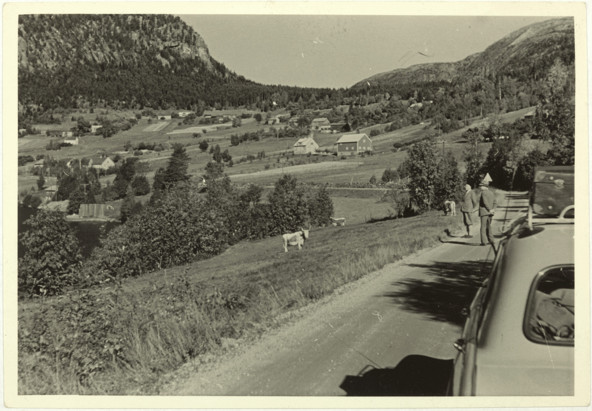 Eit bygdelandskap. På baksida av bildet står det: "Lauvdal 1954 Foto Torleiv Rio".