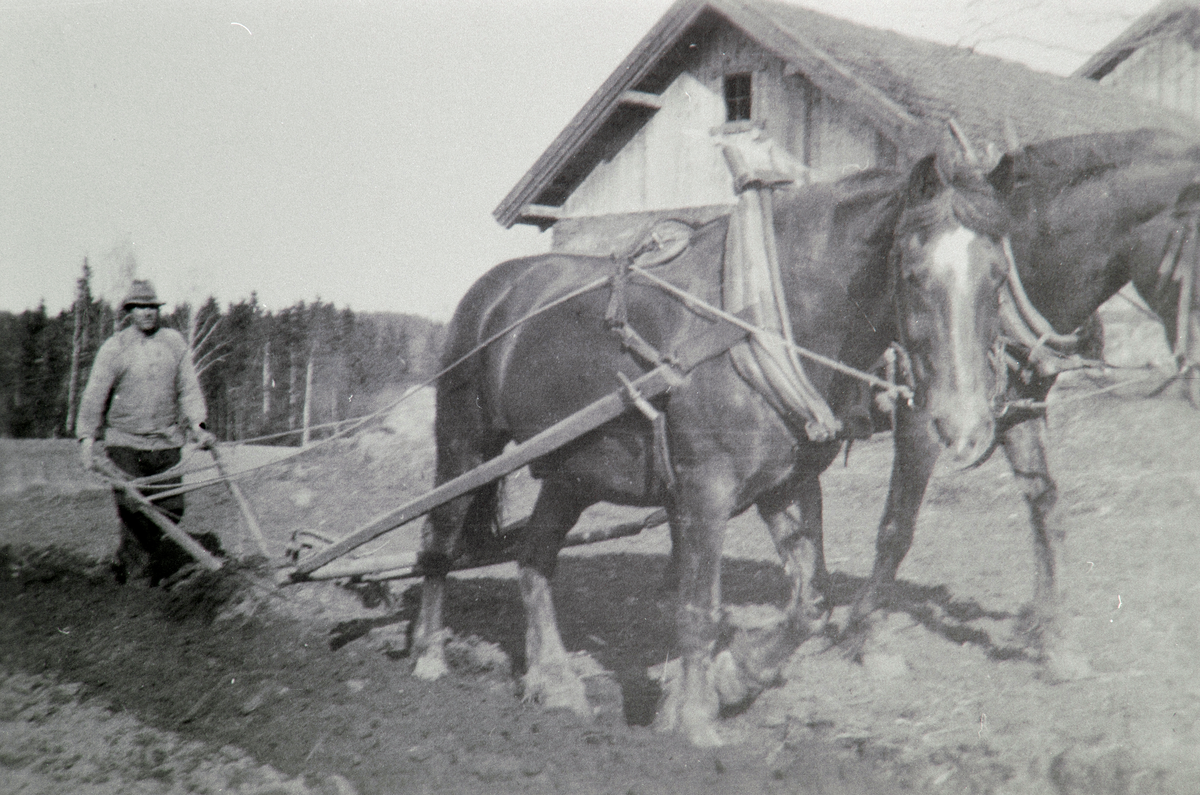 Vang H, Ophus søndre, våronn, Martin Ophus med tospann hester og plog, pløyer