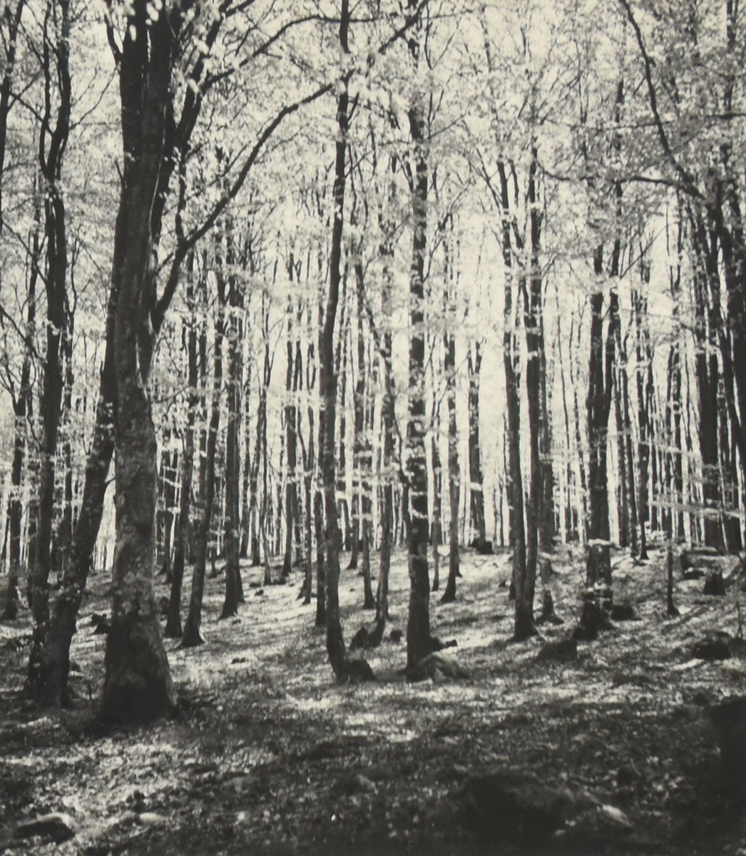 En lövskog om våren. Söderåsen omkring 1934-1936.

Text vid foto: "Vår på Söderåsen"