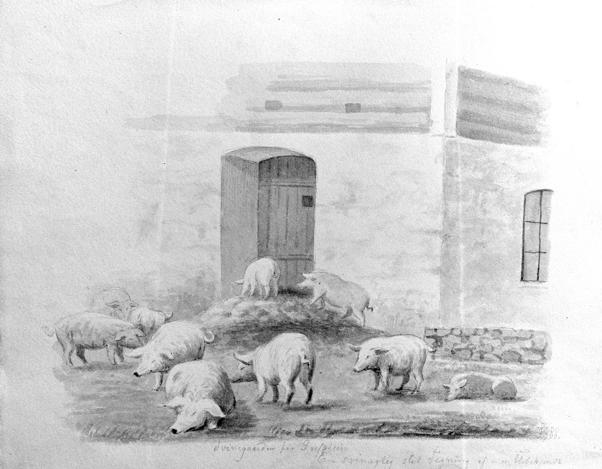 Ringsaker, Nes, Grefsheim gård, tegninger av Carl Fredrik Diriks (1814-1895), Griser utenfor grishuset