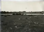 Smiss vät låg mellan åkrarna vid Käldvägen (Käldkväiar) och Lausvikens strand, ungefär mitt för Backvägen. Väten var en grund insjö som omgavs av betade strandmarker. Se bild 517. En bit bakom betesmarken vid väten syns bandtunarna mot åkrarna som går upp till Käldvägen. Efter dessa ses Backvägen gå upp för Bogs backe och där uppe ligger Masses stuga med oxeln t h, se bild 1398-1399. T h skymtar ladugården och träden på Söderlunds ställe. T v om Masses syns höga popplar, pilar kallade i Lau. Dessa var omtyckta på 1800-talets andra hälft och planterades på nästan alla gårdar, de syns på mängder av Masses bilder. Vad det legat för boplats där popplarna står på bilden är okänt. Det har legat åkrar här uppe, men om det varit boplats är oklart. Byggnaden som skymtar bland träden t v bör vara Nybygget.