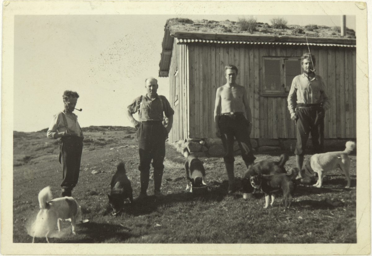 Fire menn og seks hundar framføre ei hytte. Mikael Time, Sven A. Undheim, Sven G.Undheim, Palmer Taksdal på Vida Legå. Langeidsheiå.