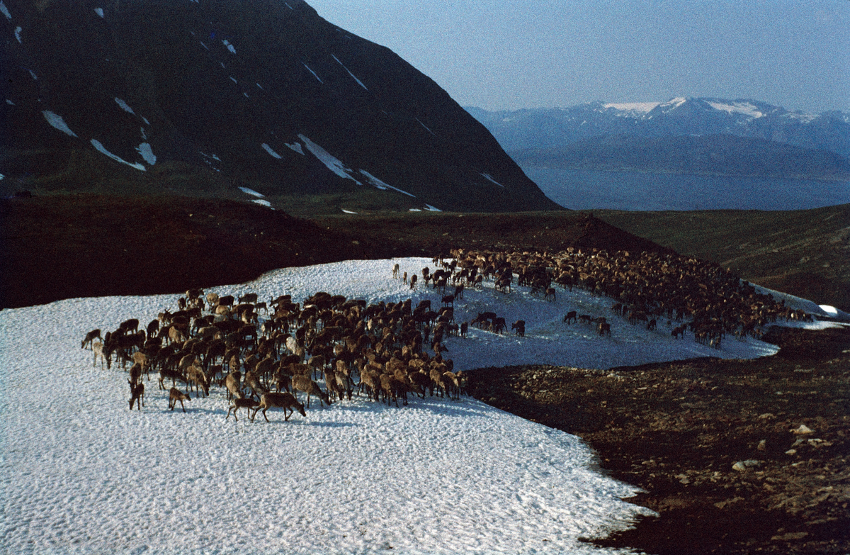 Rein på snøflekk, Kvænangsfjorden bak. Om sommeren vil reinen gjerne oppholde seg på snøflekker for å unngå bremseplagen. For det finnes to slags bremsefluer som legger egg henholdsvis i ryggskinnet og i neshule, hvorfra de flytter seg ned i svelget på reinen. Når larvene er utkovst kryper de ut og forpupper seg i jordbakken. Reinen kan lide voldsomt, og særlig yngre dyr kan bli så utmagret at de bukker under.