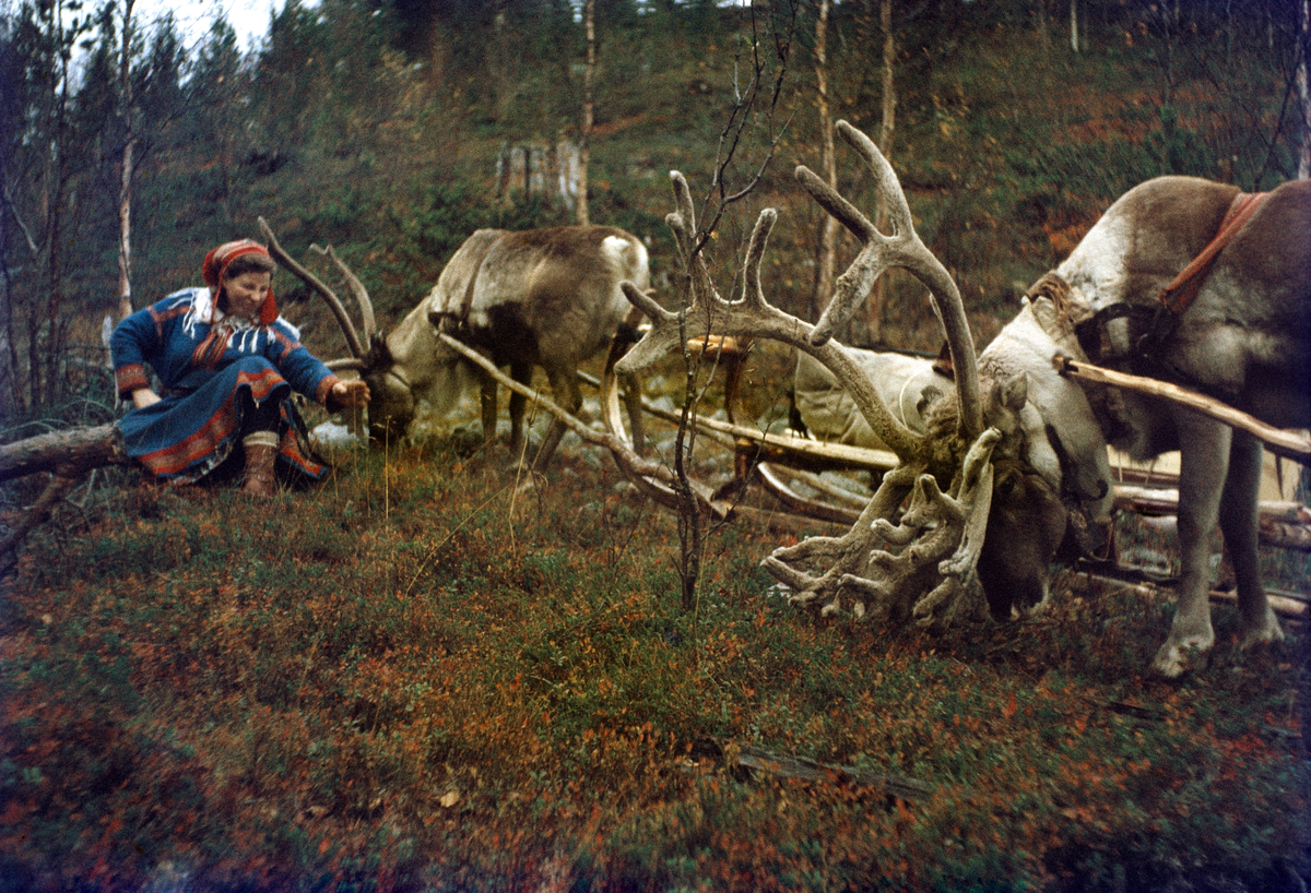 Same har pause med tre sleder ved Naviteidet. Høstflyttingen forberedes, og det fraktes fornødenheter fra Naviteidet til Navitdalen med rein og slede selv om det ikke er snøføre. Dette er en transportetappe på 30 km. Sleden er festet med vidjer, og ikke med spiker. Vidjer gjør den mer smidig og forhindrer at sleden blir ødelagt når den brukes i ulendt terreng. På sommerføre brukes det tremeier og på snøføre beslås meiene med jern.