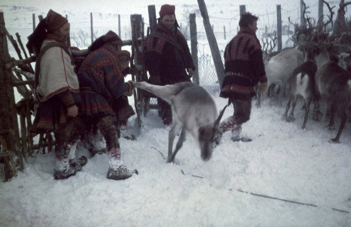 Reinen sorteres. Slaktedyrene som skal til Kautokeino Slakteri skilles ut.