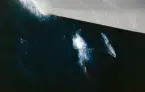 Delfiner simmar kring stäven på M/S NORDSTJERNAN.