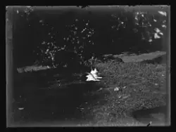 Katt i trädgården.