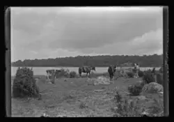 Betande kor på Verkö.