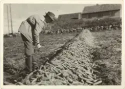Ein mann står og ser på ein stor haug med gulrøtter. Asbjørn