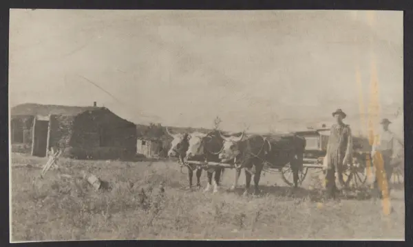 Tre okser spent foran en vogn. Til venstre et hus bygd av jo