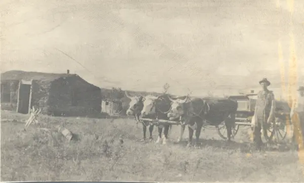 Tre okser spent foran en vogn. Til venstre et hus bygd av jo