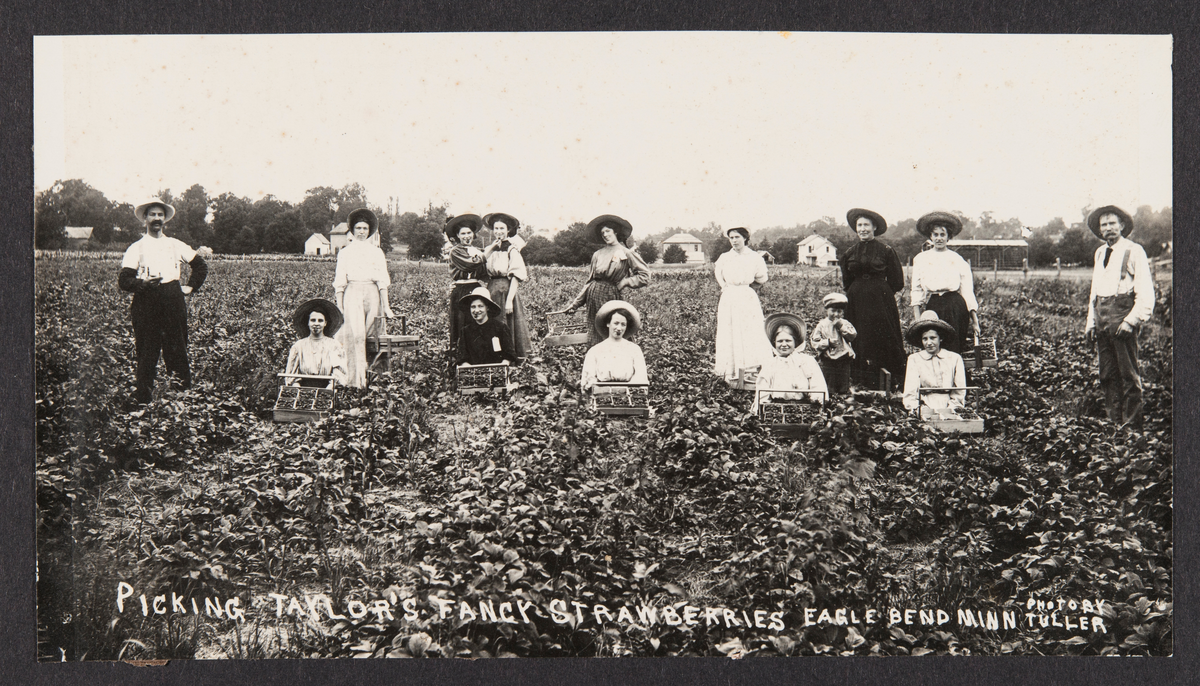 Picking Taylor's fancy strawberries, Eagle Bend, Minn.
